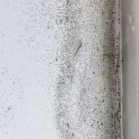 Kennilworth Mold Remediation