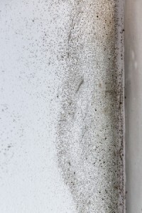 Myths About Mold
