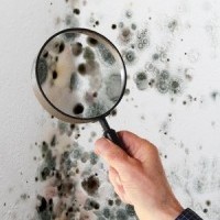 Passaic County Mold Removal