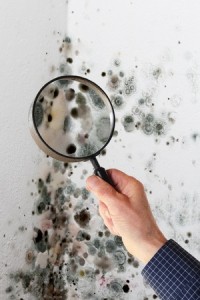 Mold versus Mildew: Understanding the Difference