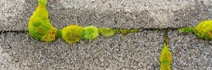 Reasons to Keep Your Roof Clean