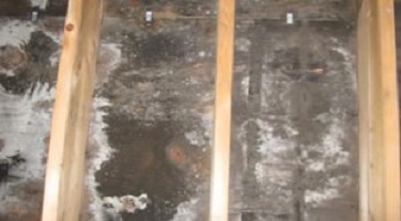 Cranford Mold Remediation