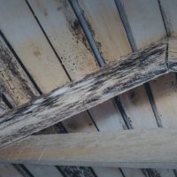 Union County Attic Mold Removal