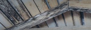 New Providence Mold Remediation