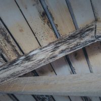 Roselle Park Mold Remediation