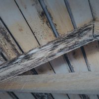 Union Mold Remediation