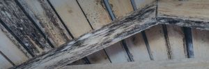 Union County Attic Mold