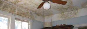 Middlesex County Mold Consulting