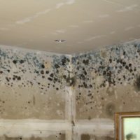 Union County Basement Mold Removal