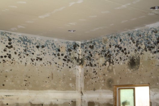Union County Basement Mold Removal