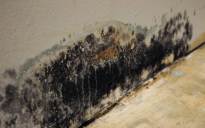 Hudson County Basement Mold