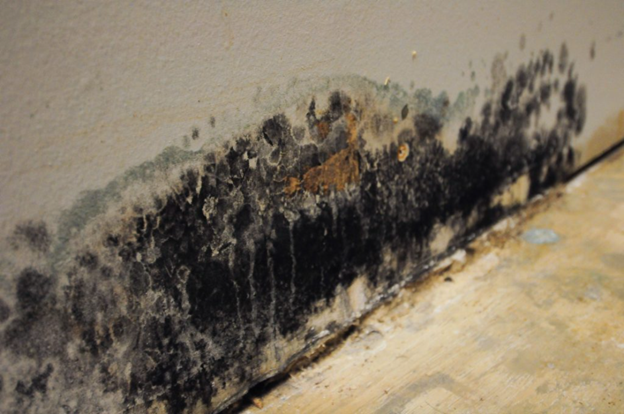 Hudson County Basement Mold