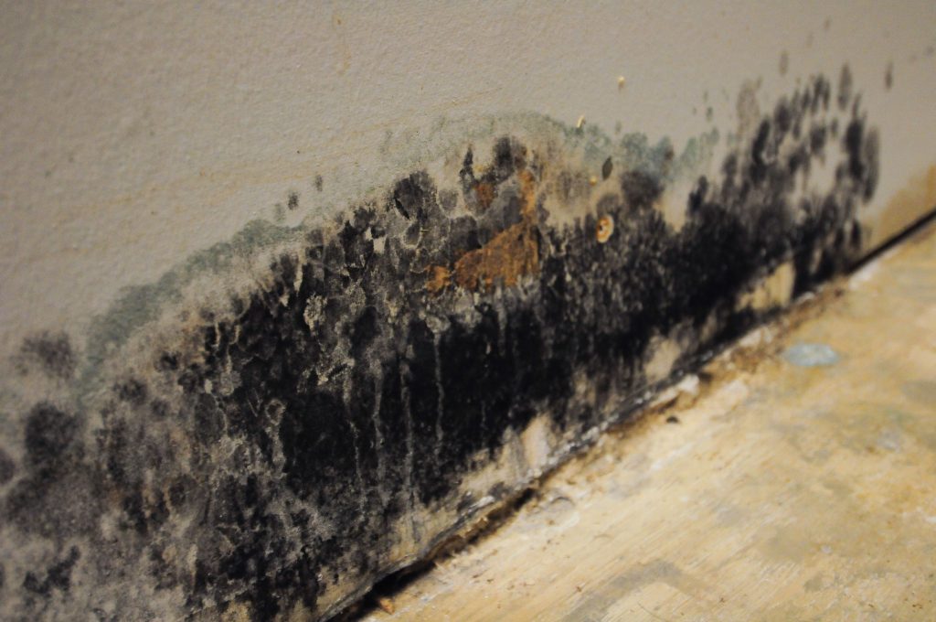 Mold Removal in Hudson County