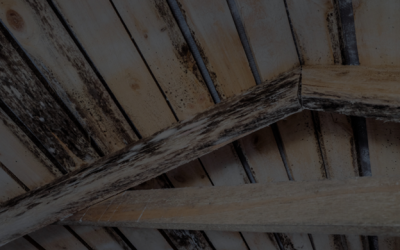 Hudson County Mold Removal
